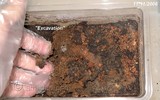 Kinh ngạc loài cá lặn lâu thì chết, 'chôn' dưới đất khô cả năm lại 'sống nhăn'